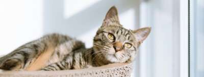Cats Could Hold New Keys to Human Cancer 