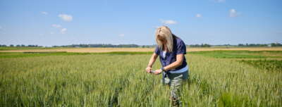 Researcher Receives Funding to Develop More Sustainable Wheat
