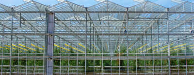 $6.92M Investment Powers 30+ U of G Research Projects to Strengthen Ontario’s Agri-Food Resilience