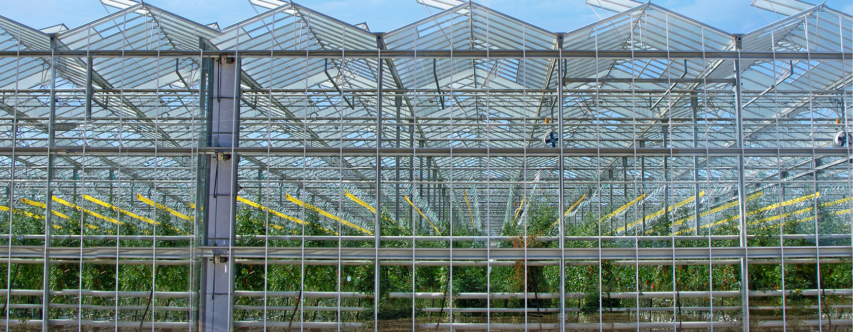 The glass walls of a commercial greenhouse with tall plants inside