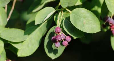 ‘Spend Time on the Land’: Indigenous Stewardship Practices Critical for Conservation