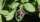 pink flower with green leaves