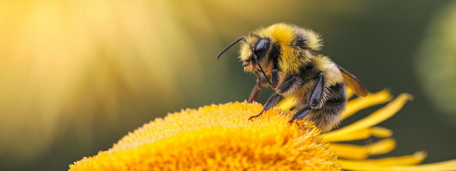 honeybee perching on yellow flower