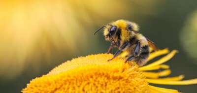 Honey Bees Are Still at Risk. Here’s How U of G Research Is Helping Save Them 