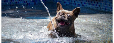 U of G Emergency Vet On Keeping Dogs Safe in Heat Waves