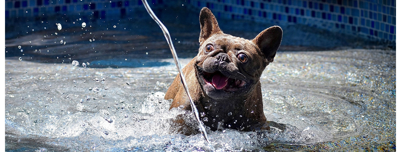 a flat-nosed dog pants splashing in a shallow tiled wading pool
