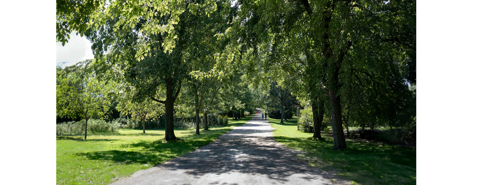 people walk between trees on a paved path