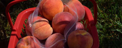 Why Prices for Peaches and Other Fruit Could Soar Next Year