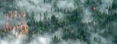 Three Ways to Improve Canada’s Wildfire Advisory Capacity | OPINION