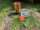 A tiny orange shirt next to some Indigenous medicines and a copper cup.