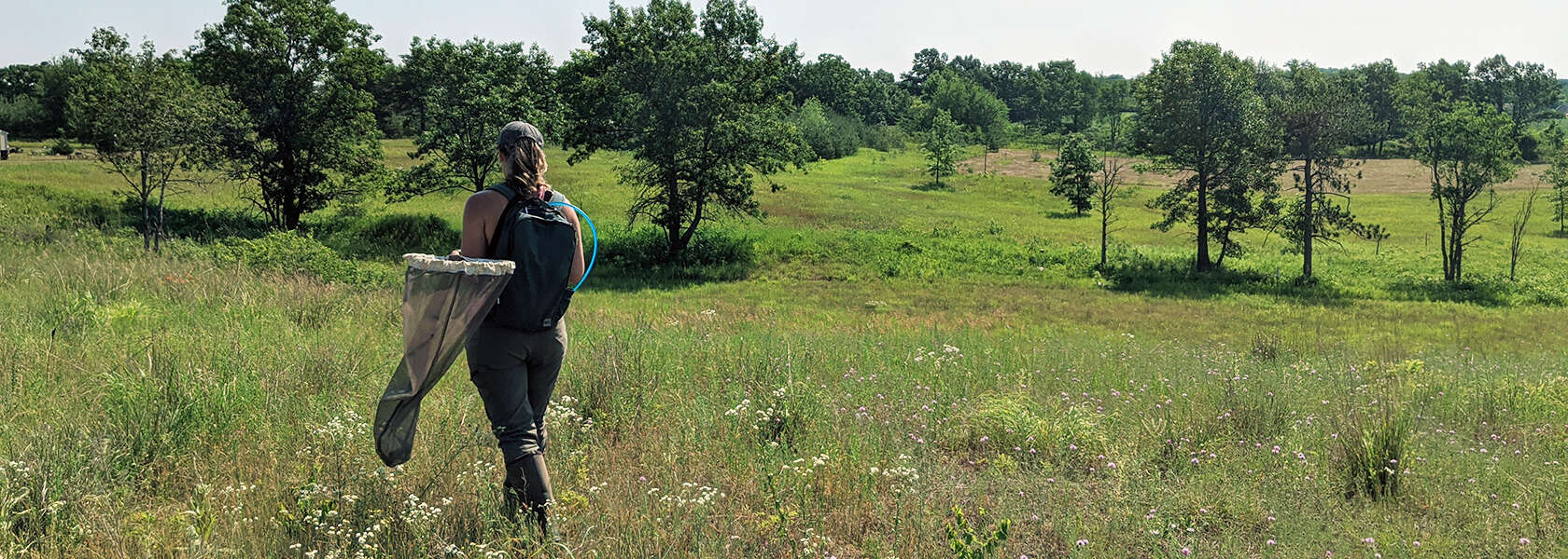 U of G Leads National Project To Bring Endangered Butterflies Back From Brink 