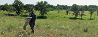 U of G Leads National Project To Bring Endangered Butterflies Back From Brink 